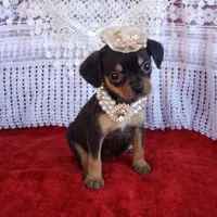 Emma, a female Cavalier King Charles Spaniel and Chihuahua for sale in Elizabethton, TN – Photo 6 of 7