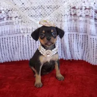 Emma, a female Cavalier King Charles Spaniel and Chihuahua for sale in Elizabethton, TN – Photo 5 of 7