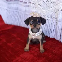 Emma, a female Cavalier King Charles Spaniel and Chihuahua for sale in Elizabethton, TN – Photo 4 of 7