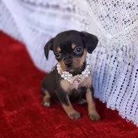 Emma, a female Cavalier King Charles Spaniel and Chihuahua for sale in Elizabethton, TN – Photo 2 of 7