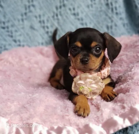 Ellie – Cavalier King Charles Spaniel, Chihuahua puppy for sale in Elizabethton, TN