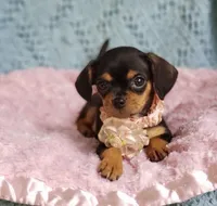 Ellie, a female Cavalier King Charles Spaniel and Chihuahua for sale in Elizabethton, TN – Photo 4 of 4