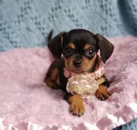 Ellie, a female Cavalier King Charles Spaniel and Chihuahua for sale in Elizabethton, TN – Photo 3 of 4