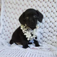Charlie , a male Cavalier King Charles Spaniel and Poodle - Toy  for sale in Elizabethton, TN – 3 of 6