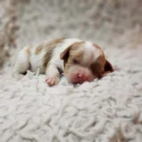AKC Remi, a male Cavalier King Charles Spaniel for sale in Elizabethton, TN – 5 of 6