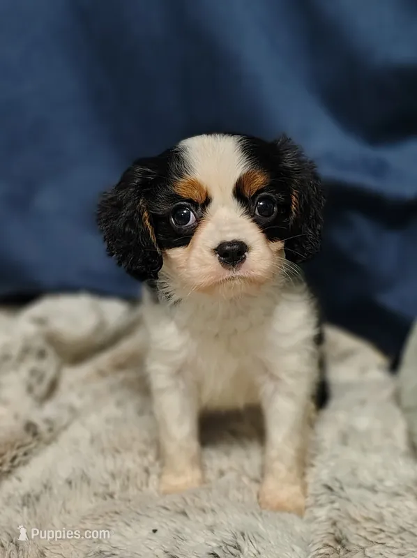 AKC Annie – Cavalier King Charles Spaniel puppy for sale in Elizabethton, TN