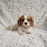 Westley, a male Cavalier King Charles Spaniel for sale in Elizabethton, TN – 5 of 8
