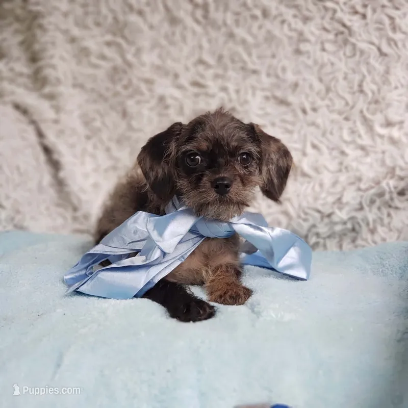 Mason – Cavalier King Charles Spaniel, Poodle - Toy  puppy for sale in Elizabethton, TN