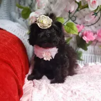 Lily, a female Cavapoo for sale in Elizabethton, TN – 3 of 6