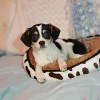 Banjo, a male Cavalier King Charles Spaniel and Chihuahua for sale in Elizabethton, TN – 3 of 3