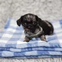 Noah, a male Cavalier King Charles Spaniel and Chihuahua for sale in Elizabethton, TN – 3 of 9