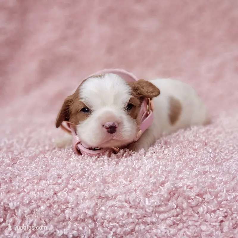 AKC Gracie – Cavalier King Charles Spaniel puppy for sale in Elizabethton, TN