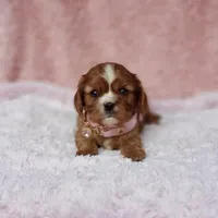 AKC Georgia, a female Cavalier King Charles Spaniel for sale in Elizabethton, TN – 2 of 9