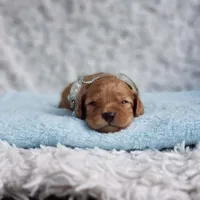 Presley , a male Cavapoo for sale in Elizabethton, TN – 2 of 5