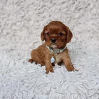 AKC Ferguson, a male Cavalier King Charles Spaniel for sale in Elizabethton, TN – 4 of 7