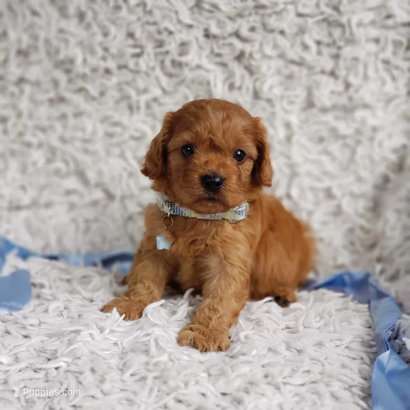 Reuben – Cavalier King Charles Spaniel, Poodle - Toy  puppy for sale in Elizabethton, TN
