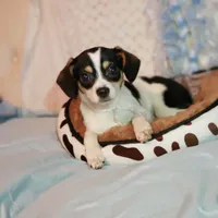 Banjo, a male Cavalier King Charles Spaniel and Chihuahua for sale in Elizabethton, TN – 2 of 3