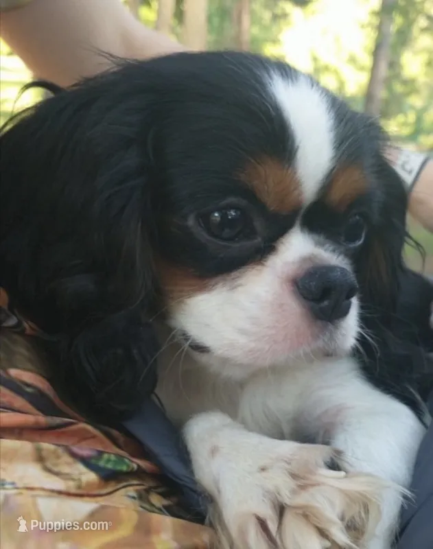 Elaina – Cavalier King Charles Spaniel puppy for sale in Elizabethton, TN