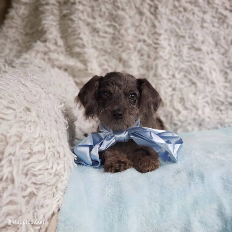 James – Cavapoo puppy for sale in Elizabethton, TN