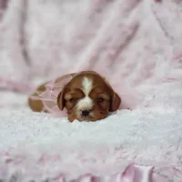 AKC Hope, a female Cavalier King Charles Spaniel for sale in Elizabethton, TN – 8 of 10