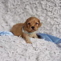 Liam, a male Cavapoo for sale in Elizabethton, TN – 4 of 6