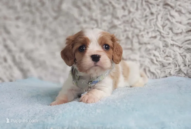 Westley – Cavalier King Charles Spaniel puppy for sale in Elizabethton, TN