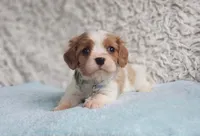 Westley, a male Cavalier King Charles Spaniel for sale in Elizabethton, TN – 1 of 7