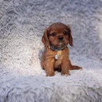 AKC Ferguson, a male Cavalier King Charles Spaniel for sale in Elizabethton, TN – 2 of 6