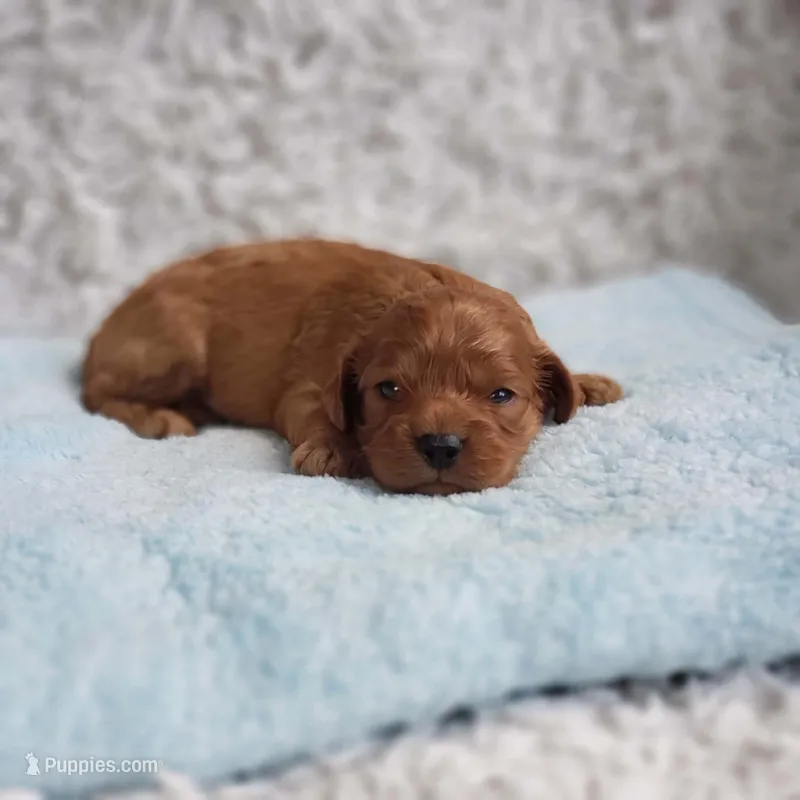 Reuben – Cavapoo puppy for sale in Elizabethton, TN