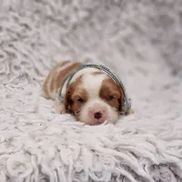 AKC Remi, a male Cavalier King Charles Spaniel for sale in Elizabethton, TN – 4 of 6