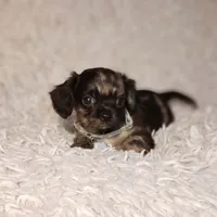 Noah, a male Cavalier King Charles Spaniel and Chihuahua for sale in Elizabethton, TN – 3 of 6