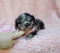 Charlotte, a female Cavalier King Charles Spaniel and Chihuahua for sale in Elizabethton, TN – 7 of 10