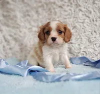 Westley, a male Cavalier King Charles Spaniel for sale in Elizabethton, TN – 6 of 10