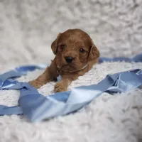 Reuben, a male Cavalier King Charles Spaniel and Poodle - Toy  for sale in Elizabethton, TN – 2 of 9