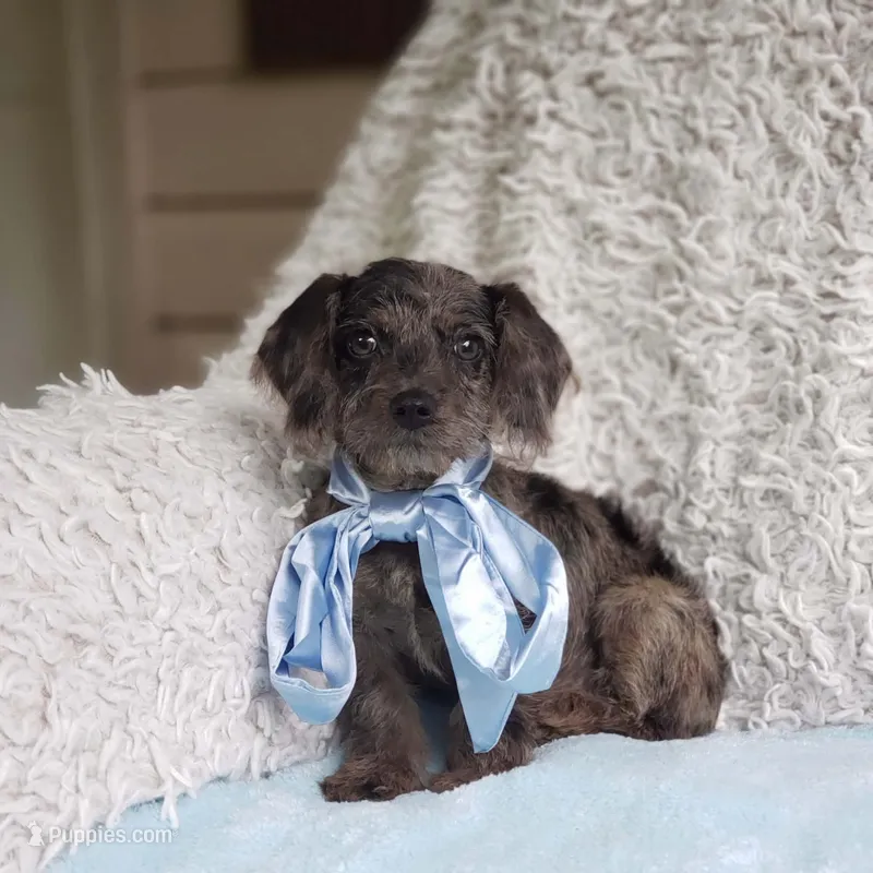 James – Cavapoo puppy for sale in Elizabethton, TN