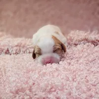 AKC Courtney, a female Cavalier King Charles Spaniel for sale in Elizabethton, TN – 2 of 2