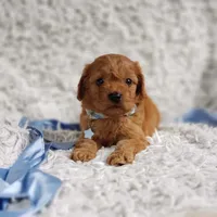 Reuben, a male Cavalier King Charles Spaniel and Poodle - Toy  for sale in Elizabethton, TN – 5 of 7