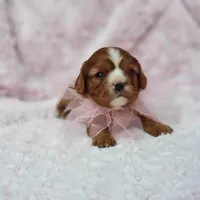 AKC Hope, a female Cavalier King Charles Spaniel for sale in Elizabethton, TN – 6 of 10