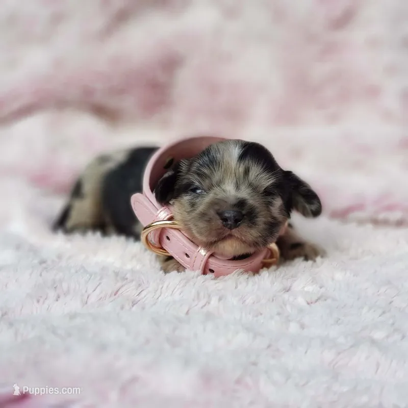 Charlotte – Cavalier King Charles Spaniel, Chihuahua puppy for sale in Elizabethton, TN