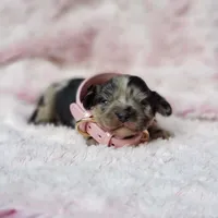 Charlotte, a female Cavalier King Charles Spaniel and Chihuahua for sale in Elizabethton, TN – 1 of 7