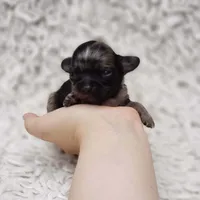 Tiny George, a male Cavalier King Charles Spaniel and Chihuahua for sale in Elizabethton, TN – 2 of 9