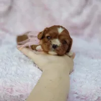 AKC Gracie, a female Cavalier King Charles Spaniel for sale in Elizabethton, TN – 8 of 8