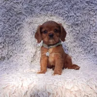 AKC Ferguson, a male Cavalier King Charles Spaniel for sale in Elizabethton, TN – 6 of 6
