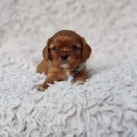 AKC Ferguson, a male Cavalier King Charles Spaniel for sale in Elizabethton, TN – 7 of 10
