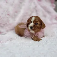 AKC Hope, a female Cavalier King Charles Spaniel for sale in Elizabethton, TN – 7 of 10