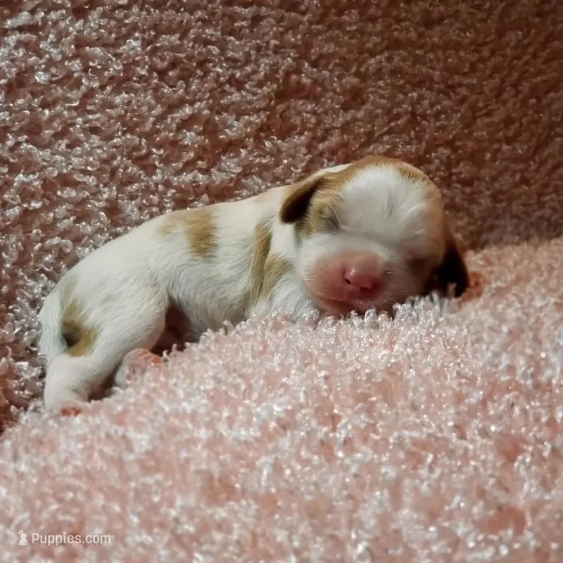 AKC Gracie  – Cavalier King Charles Spaniel puppy for sale in Elizabethton, TN