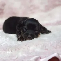 Daisy , a female Cavalier King Charles Spaniel and Chihuahua for sale in Elizabethton, TN – 4 of 5