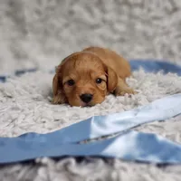 Liam, a male Cavapoo for sale in Elizabethton, TN – 2 of 6