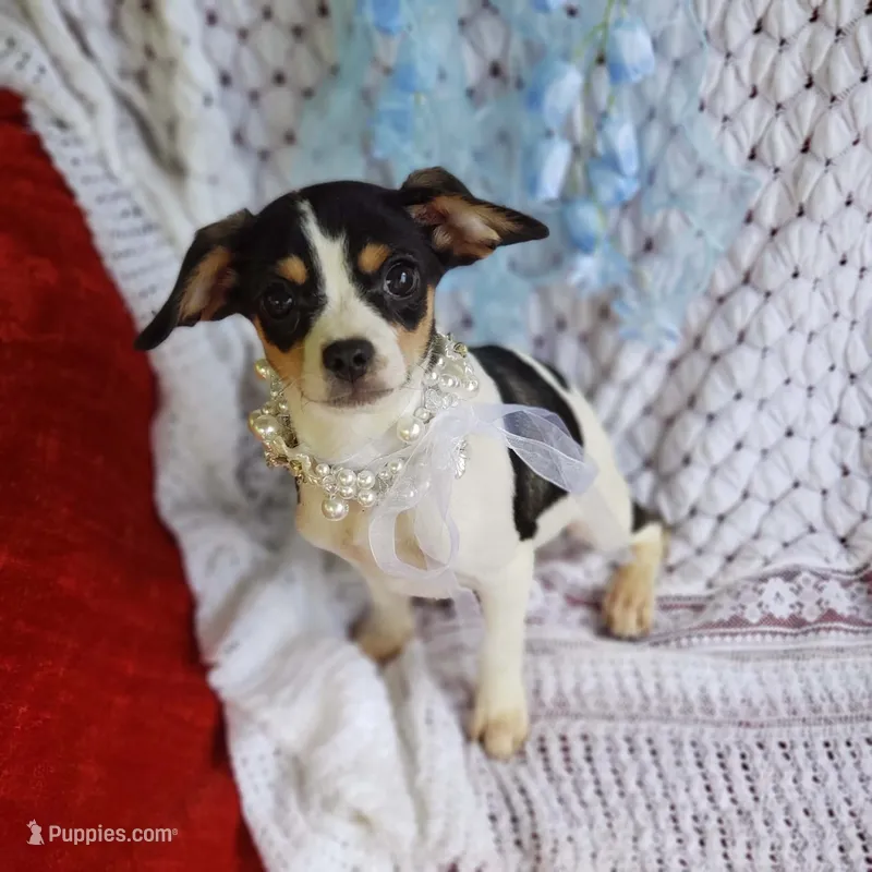 Travis – Cavalier King Charles Spaniel, Chihuahua puppy for sale in Elizabethton, TN