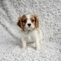 Westley, a male Cavalier King Charles Spaniel for sale in Elizabethton, TN – 7 of 8